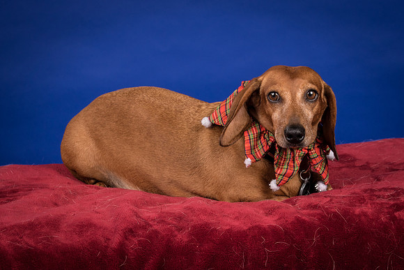 Abrams-Jimmy Dean-8241
