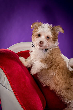Foster Zen-4387