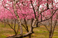 Peach Blossoms-0354