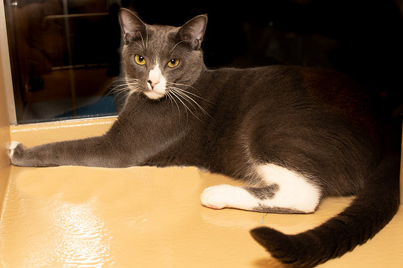 Foster Mittens-9527