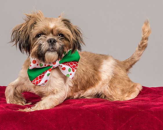 Foster Toffee-4624