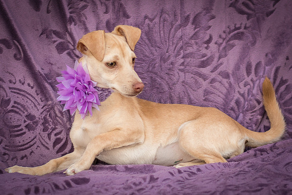 Foster Beatriz-7808