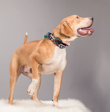Foster Troy-6315