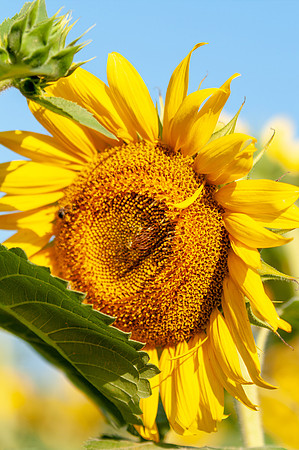 sunflowers-1860