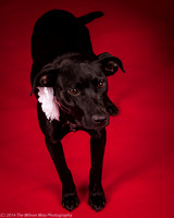Carlee-6371