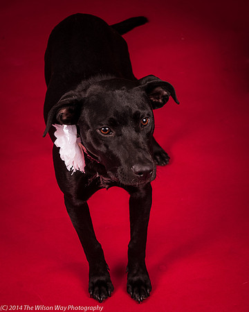 Carlee-6371