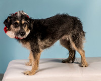 Foster Triscuit-5493