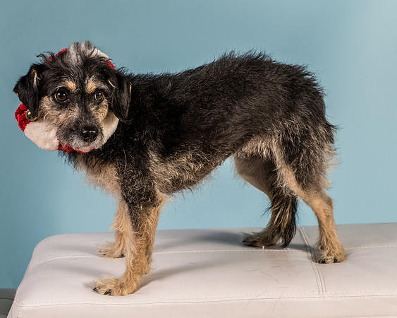 Foster Triscuit-5493