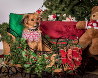 Foster Elyse-3863