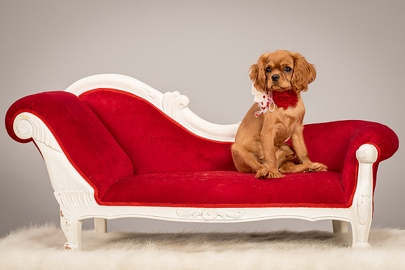 Charlie -4316