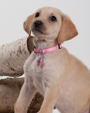 GCSPCA BB-6272