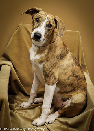 Foster Foofa-1063