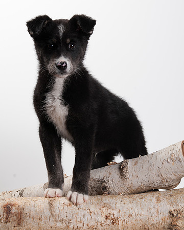 GCSPCA BB-6301