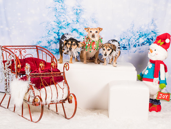 Lewis-0600