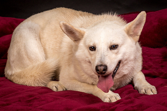 Foster Apache-0567