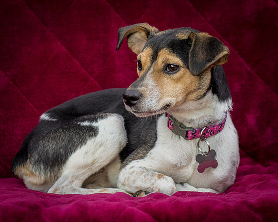 Foster Buffy-5580