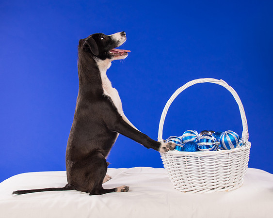 Foster Rascal-2384