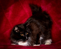Foster Hershey-