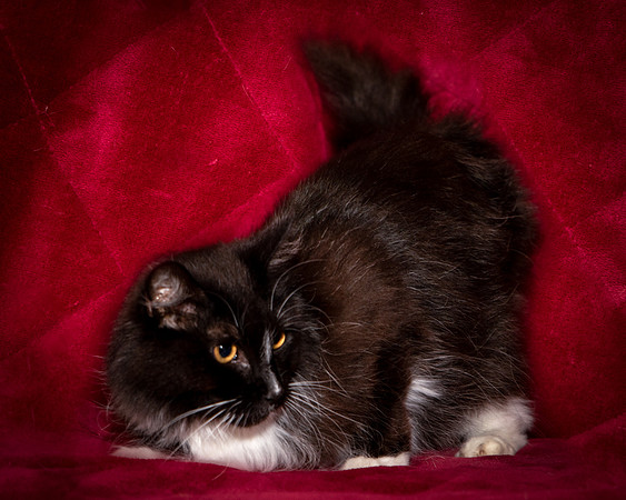 Foster Hershey-