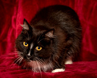 Foster Hershey-9478