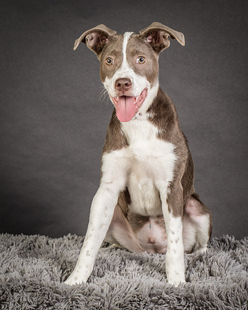 Foster Ari-8538