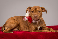 Foster Pumpkin-4650