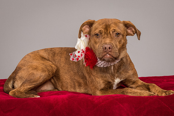 Foster Pumpkin-4650