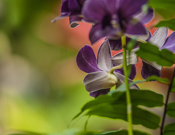 flowers-9212