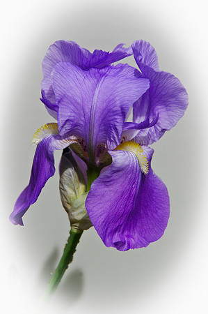 IMGP5466