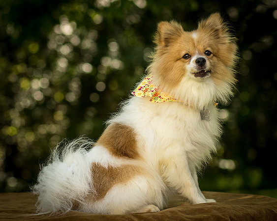 Foster Sydney-7593