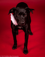 Carlee-6396