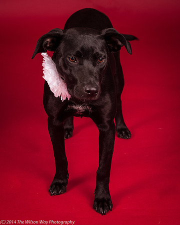 Carlee-6396