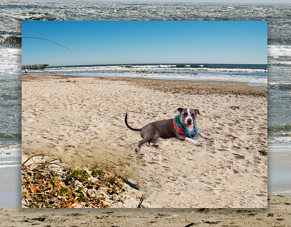 GCSPCA Calendar-June