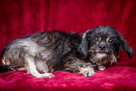 Foster Selene-2711