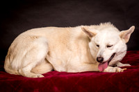 Foster Apache-0511