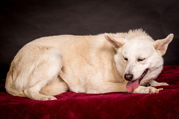 Foster Apache-0511