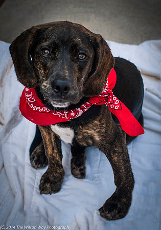 Foster Boscoe-9557