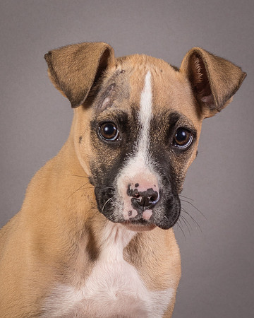 Foster Barnabas-4523