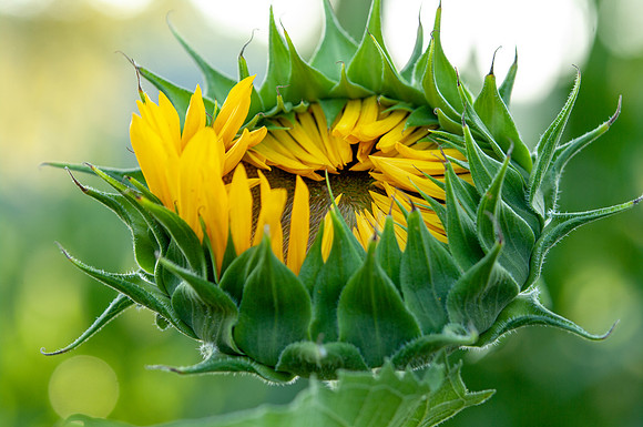 sunflowers-2005