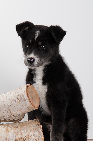 GCSPCA BB-6323