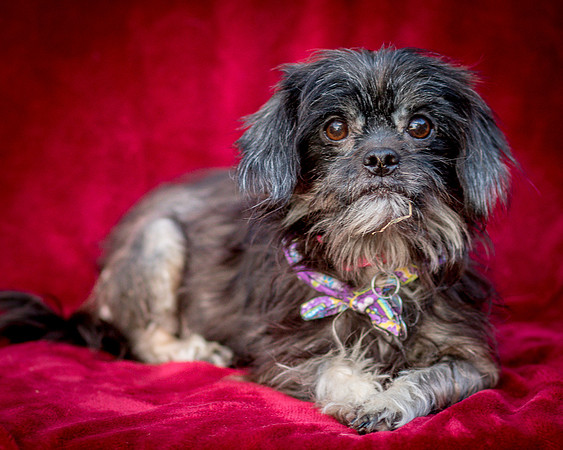 Foster Selene-2744