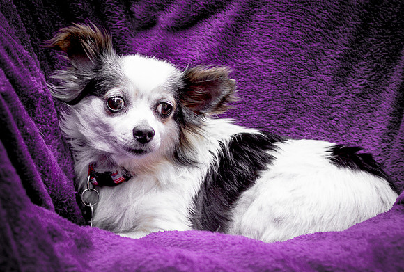 Foster Anouk-8786