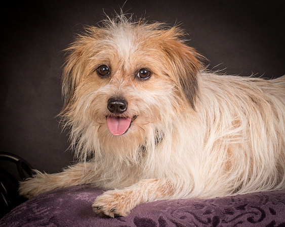 Foster Tiny-1438