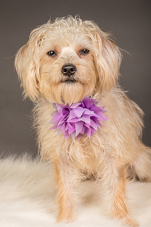 Foster Henrietta-8471