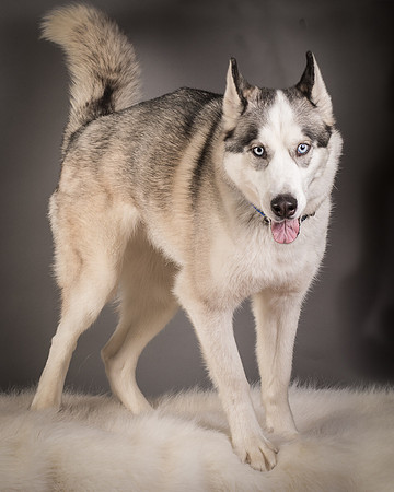 Foster Aspen-7628