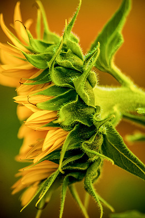 sunflowers-2