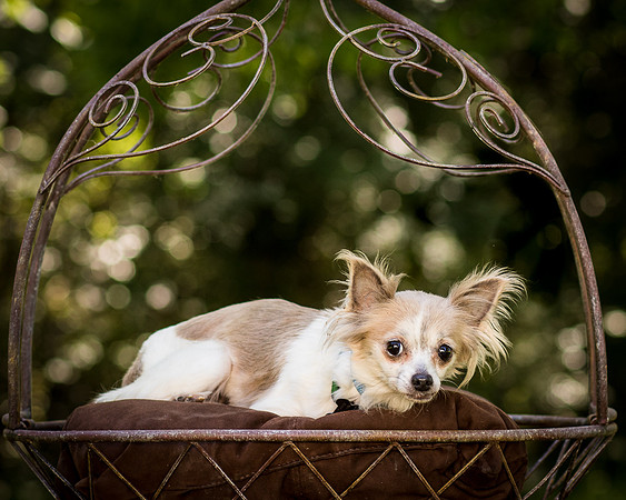 Foster Marta-7705