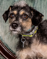Foster Triscuit-5476