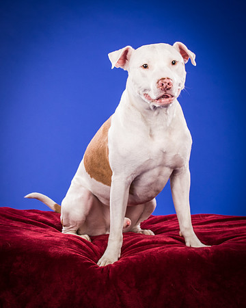 Bruns-Melo and Gracie-3053