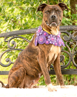 Darlington - Chloe-8639